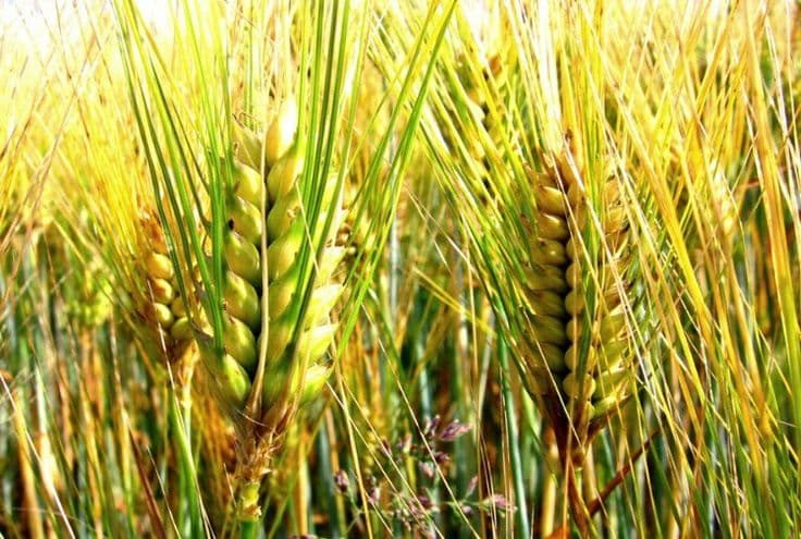 Wheat Rust Disease Classification System